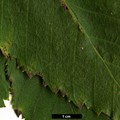 SpeciesSub: subsp. albosinensis SpeciesSub: subsp. albosinensis